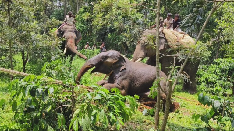 ‘ಆಪರೇಷನ್ ಕಾಡಾನೆ ಸಕ್ಸಸ್’​ ; ರೈತನನ್ನು ಬಲಿಪಡೆದಿದ್ದ ಕಾಡಾನೆಗೆ ಖೆಡ್ಡಾ ತೋಡಿದ ಅರಣ್ಯ ಇಲಾಖೆ
