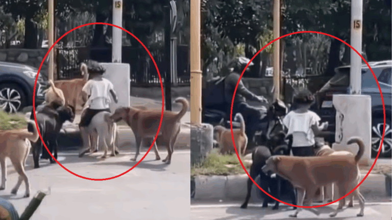 Z+ ಭದ್ರತೆಯೊಂದಿಗೆ ರಸ್ತೆ ದಾಟಿದ ಬಾಲಕಿ: ಶ್ವಾನಗಳ ಹೃದಯಸ್ಪರ್ಷಿ ವಿಡಿಯೋ ವೈರಲ್