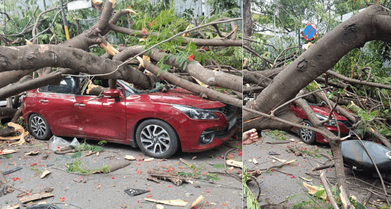 ಬೈಕ್​ ಸವಾರನ ಮೇಲೆ ಉರುಳಿದ ಬೃಹತ್​ ಮರ; BBMP ವಿರುದ್ದ ಎಫ್​ಐಆರ್​ ದಾಖಲು