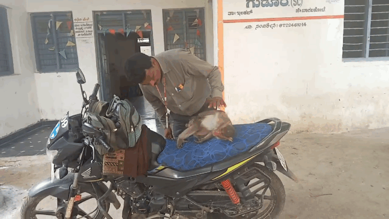 ಗುದದ್ವಾರದ ನೋವಿಗೆ ಚಿಕಿತ್ಸೆ ಪಡೆಯಲು ಪಶು ಆಸ್ಪತ್ರೆಗೆ ಬಂದ ಕಪಿರಾಯ: ವಿಡಿಯೋ ವೈರಲ್​